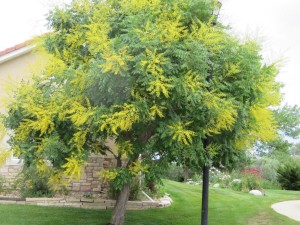 Golden Rain Tree IMG_2076